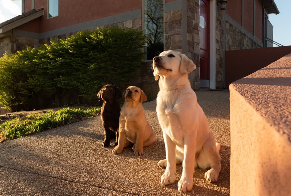 Large yellow dog sitting with a small yellow dog and small brown dog sitting nearby with the property in the background