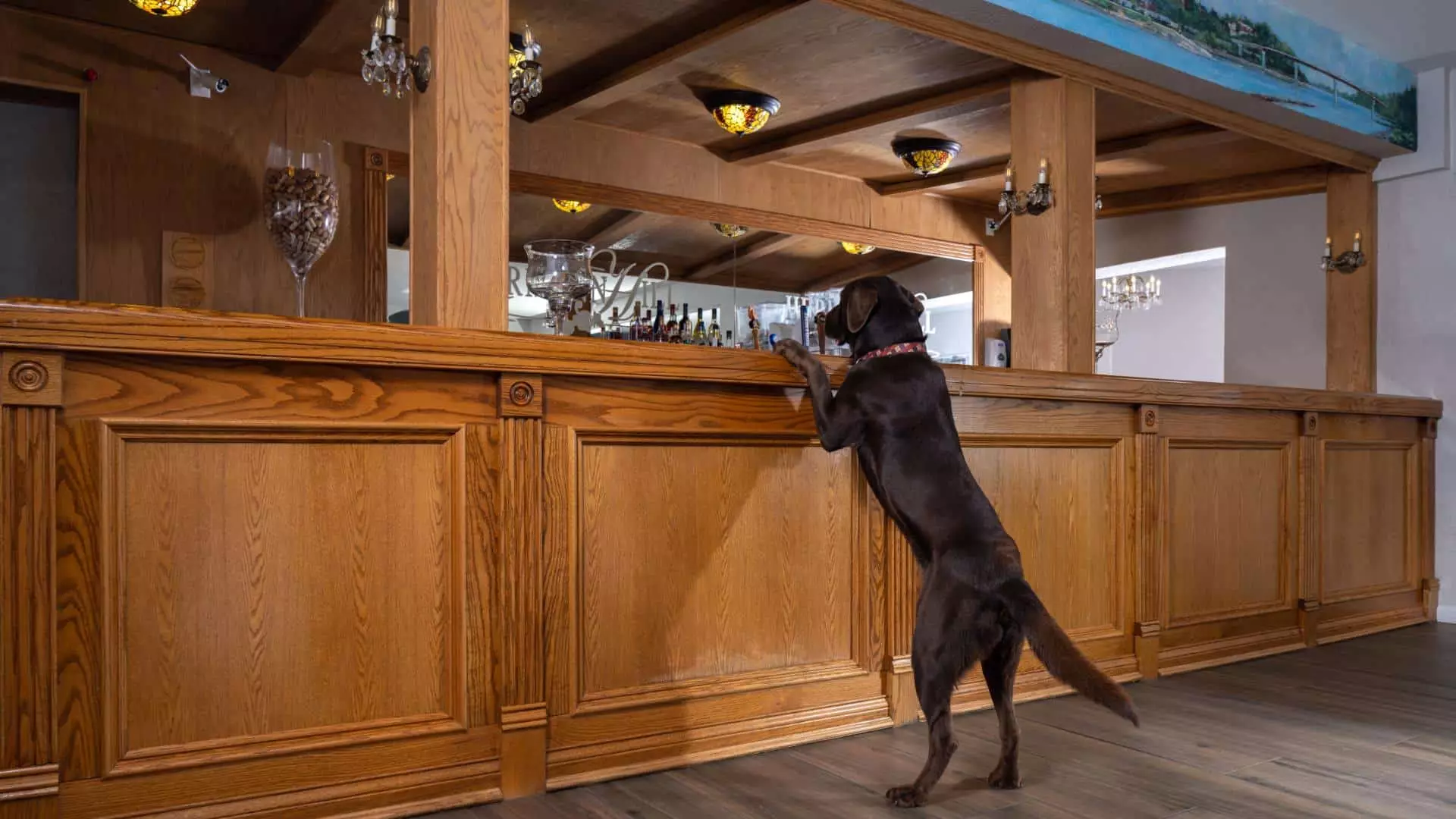 Large brown dog with front paws resting on large wooden bar counter