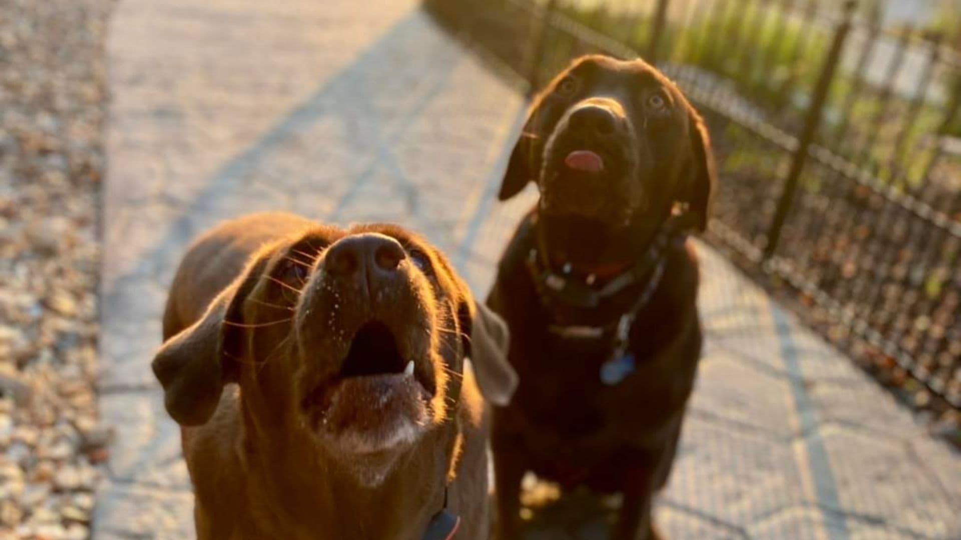 Two dogs outside Herman Hill