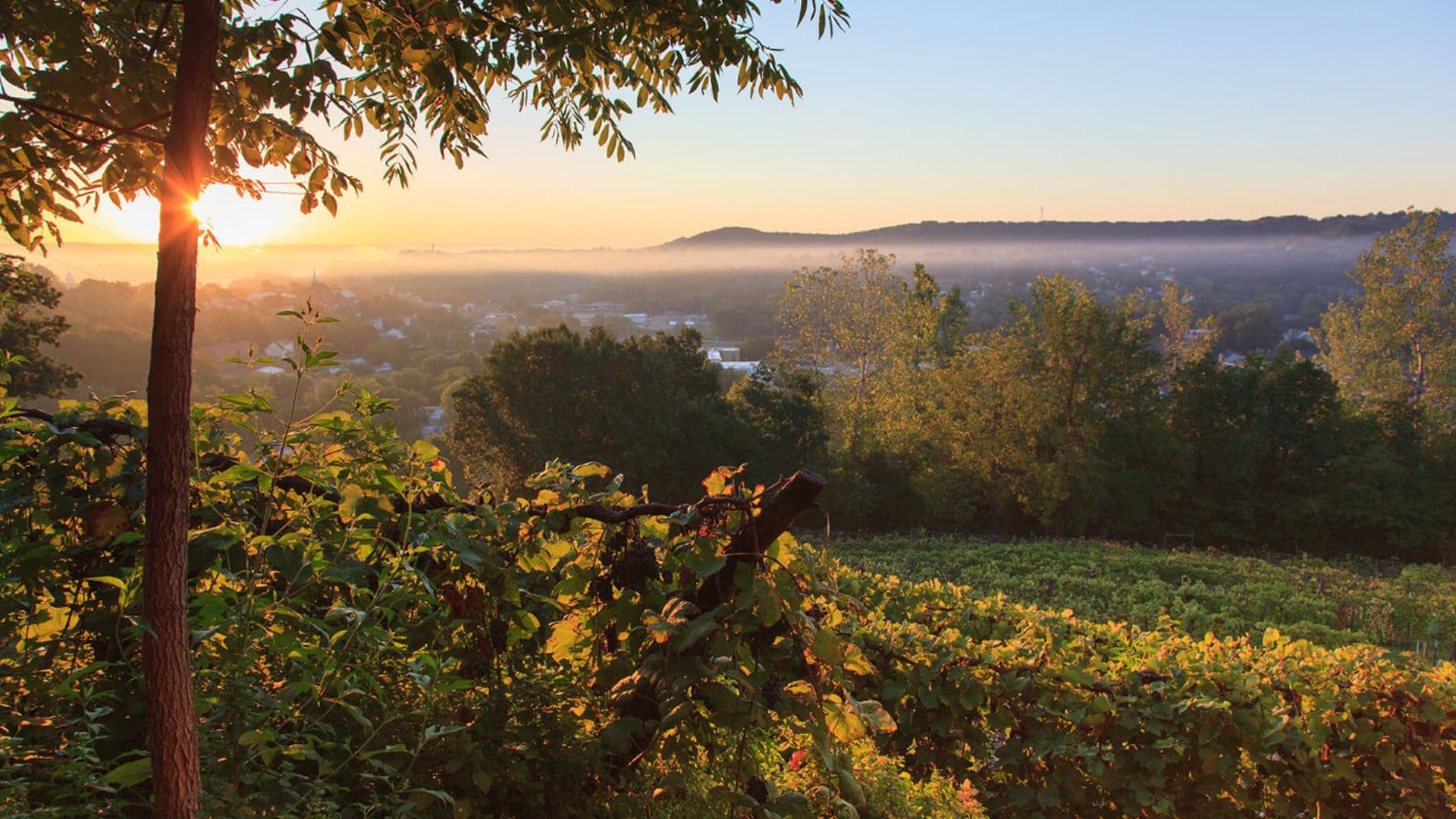 Gorgeous sunset beyond the vineyard at Hermann Hill