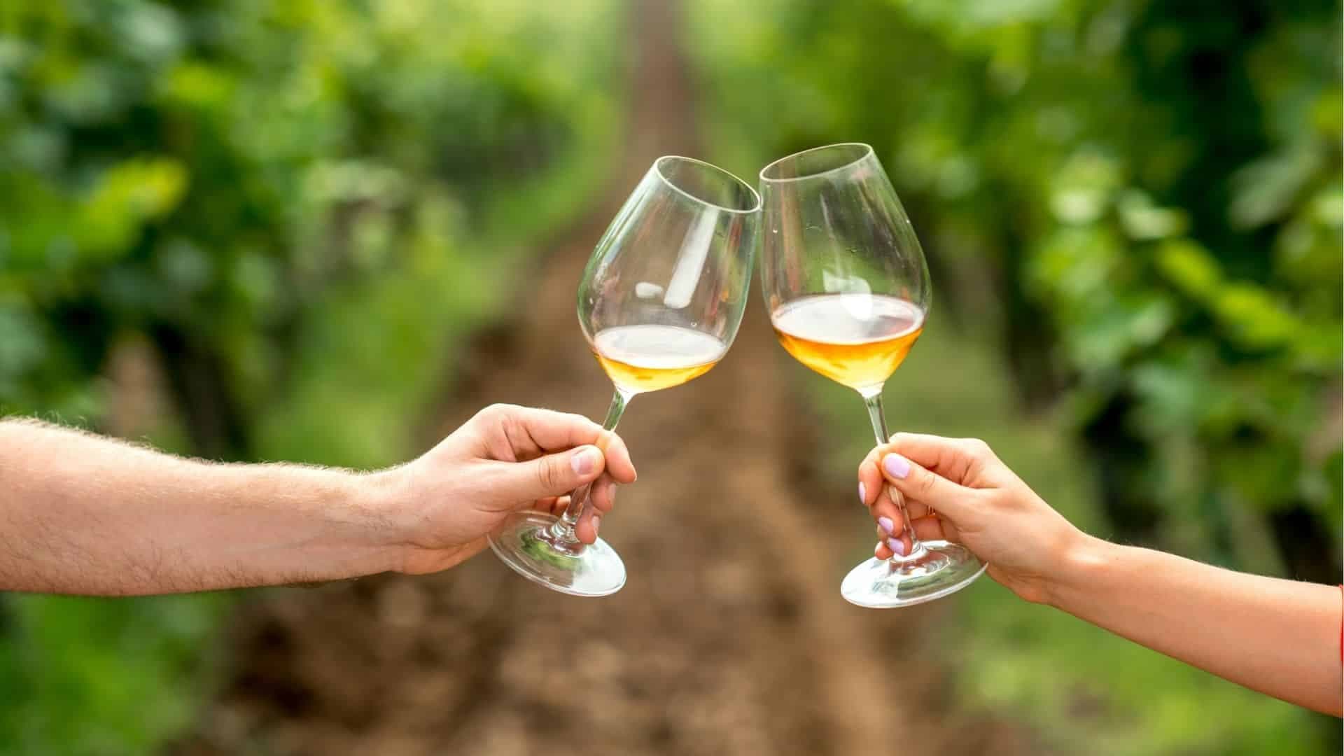 a couple hold out wine glasses with white wine to cheers at a winery