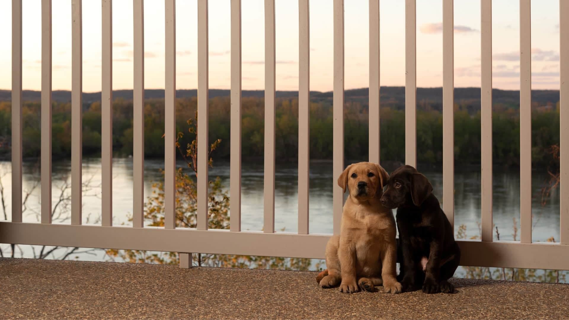 A tan and black puppy sitting together on a deck overlooking the Missouri River