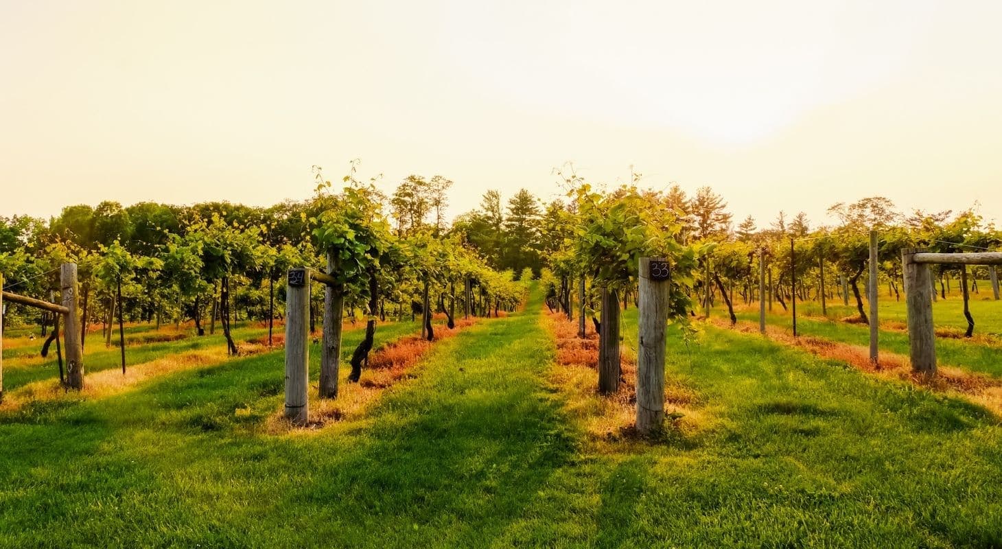 Beautiful Missouri vineyard in the sunlight