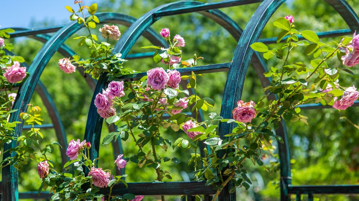 pink roses at missouri botanical garden