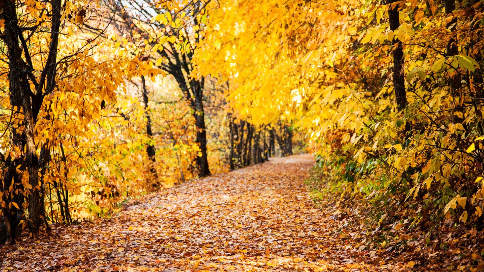 Path through the trees with golden leaves plus those that are on ground.