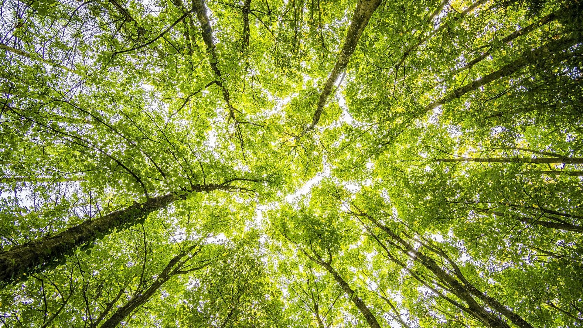 View of a lush green canopy from below, with sunlight filtering through the leaves.